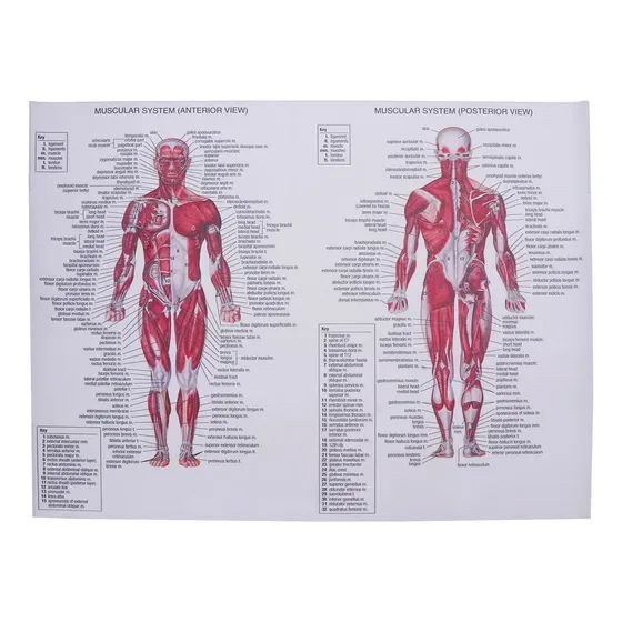 Póster Del Sistema Muscular Humano En Seda Para Colgar