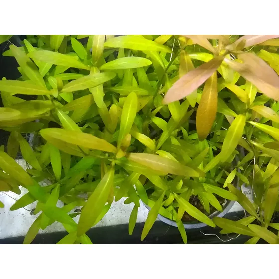 Combo De Plantas Acuáticas!!