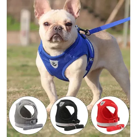 Arnés Pretal Reflectante Para Perros Con Correa 1.2m Azul S