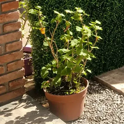 Jardín Vertical Panel Artificial 60x40cm Pack Premium Packx20